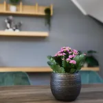 Dresdenstay 3 Schlafzimmer 2 Bäder Balkon Kamin Ps4 Apartment Dresden
