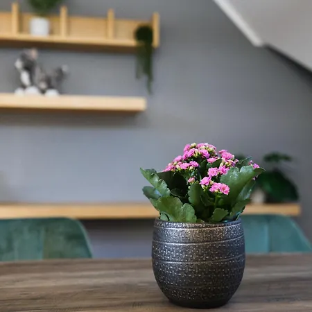 Dresdenstay 3 Schlafzimmer 2 Baeder Balkon Kamin Ps4 Lejlighed Dresden